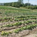 Prázdninový dům Agrodomki Okej -dom Koko *