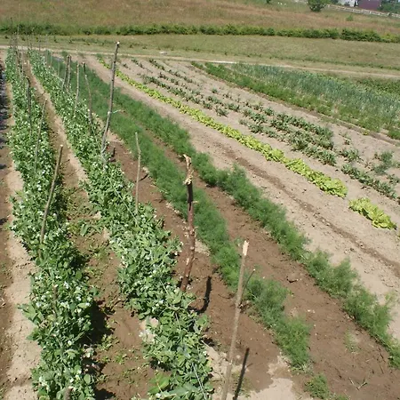 Agrodomki Okej -dom Koko Casa vacanze